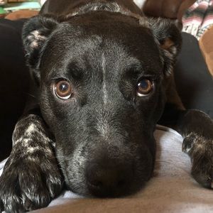 Meet your Posher, Dixie